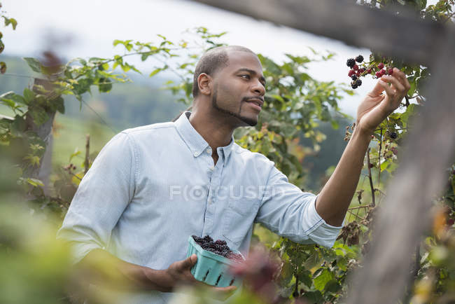 Homem colhendo bagas de arbusto de amora na fazenda orgânica . — Fotografia de Stock