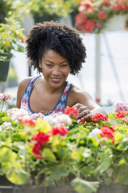 Donna che lavora tra gerani bianchi e rossi in fiore . — Foto stock