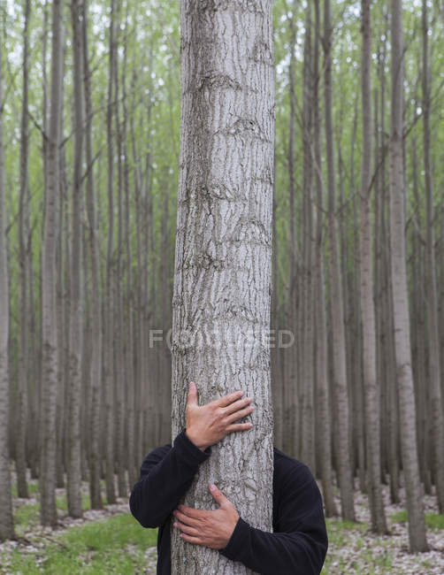Cropped view of man hugging tree trunk in plantation of poplar trees — Stock Photo