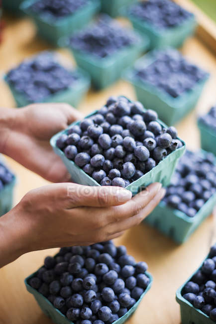 Close-up of female hands holding fresh blueberries in cardboard container — Stock Photo