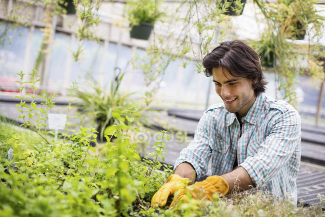 Чоловік носить молоді рослини в скляному будинку на органічній фермі . — стокове фото