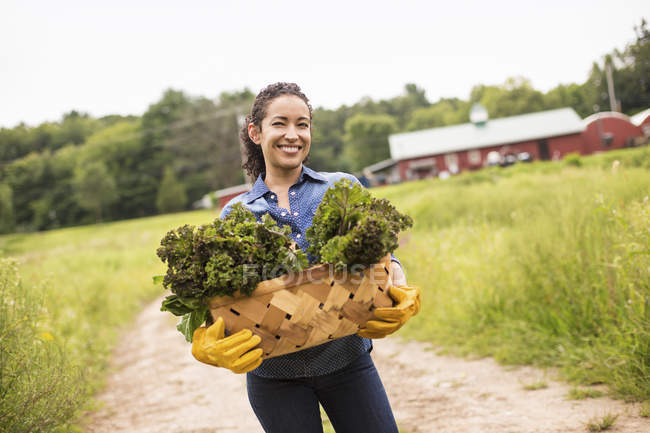 Donna che tiene un cesto di verdure verdi appena raccolte in azienda biologica
. — Foto stock