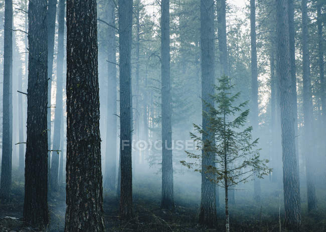 Дим і спалені дерева після контрольованого вогню в хвойних лісах . — стокове фото