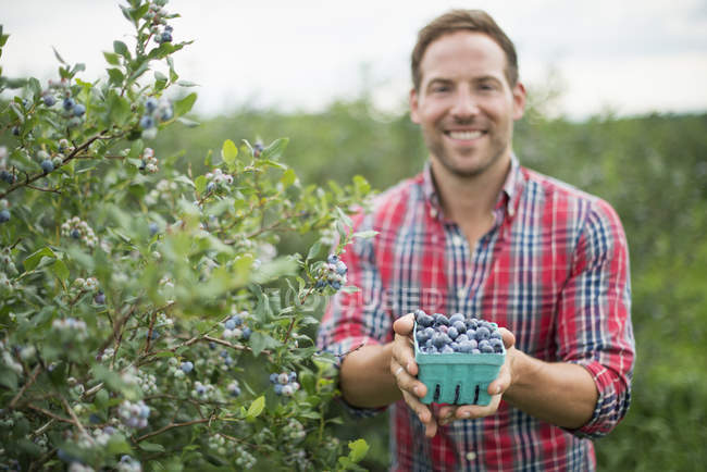 Homme tenant un conteneur en carton de bleuets fraîchement cueillis dans un verger de fruits biologiques . — Photo de stock