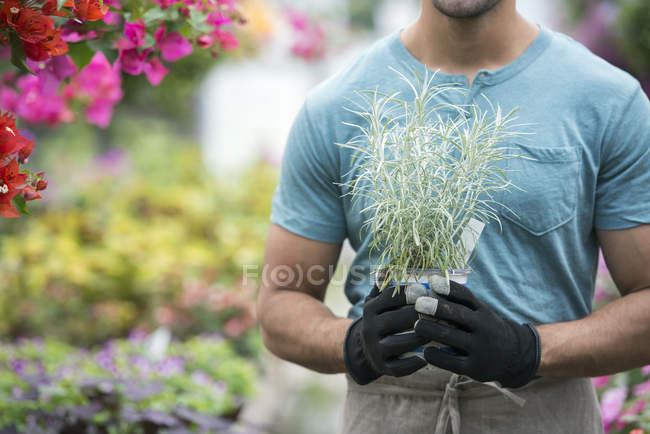 Молодий чоловік тримає горщики в теплиці, повній квітучих рослин . — стокове фото