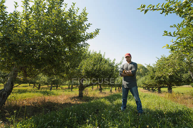 Человек, стоящий со скрещенными руками в яблоневом саду . — стоковое фото