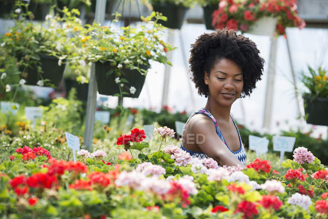 Mujer trabajando entre geranios florecientes rojos y blancos . - foto de stock