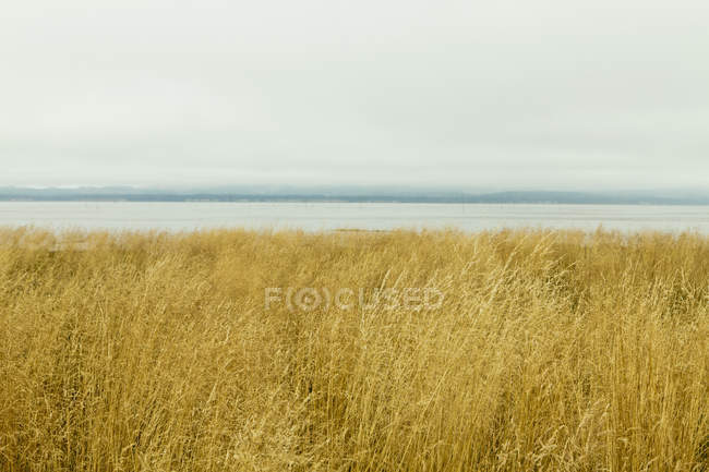 Sea grass in Wilapa Bay near Oysterville, Washington, USA. — Stock Photo