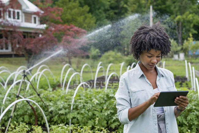 Mujer adulta media usando tableta digital en vivero de granja hortícola orgánica . - foto de stock
