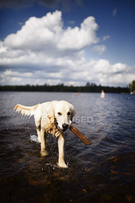 Labrador retriever carrying stick on rocky lake shore. — Stock Photo