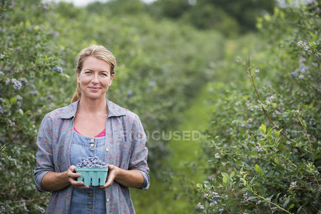 Frau hält Container mit Blaubeeren auf Biobauernhof. — Stockfoto