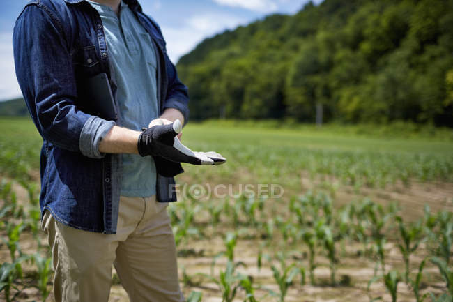 Cropped view of farmer putting on protective gloves at organic corn farm field. — Stock Photo