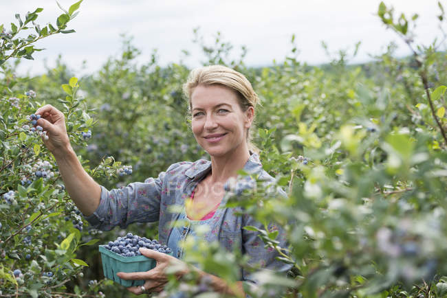 Woman picking blueberries from bushes at organic farm. — Stock Photo