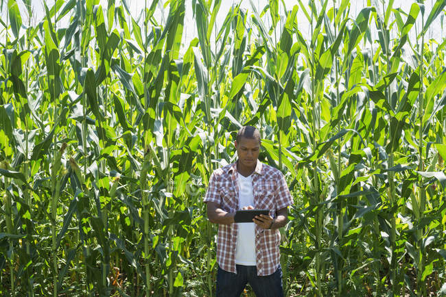 Junger Mann in Freizeitkleidung steht vor Maisfeldern und nutzt digitales Tablet. — Stockfoto