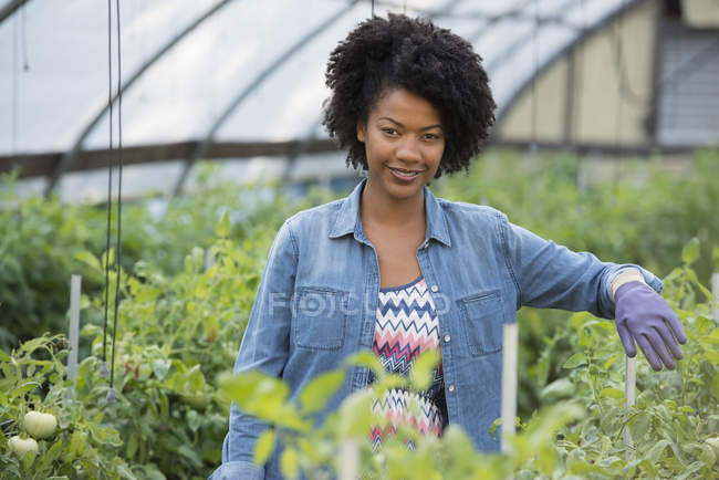Femme adulte moyenne debout dans une serre avec des plantes de tomate verte . — Photo de stock