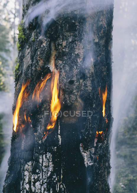 Queimadura controlada de árvore conífera na floresta
. — Fotografia de Stock