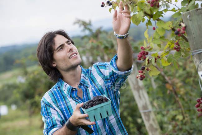 Молодий чоловік збирає ожину на органічній фермі . — стокове фото