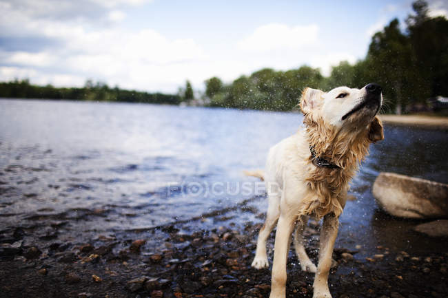 Wet dog shaking water at lake shore. — Stock Photo