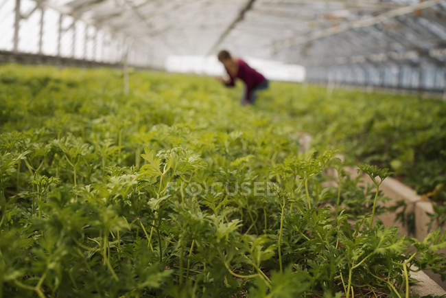 Frau arbeitet in großem Gewächshaus voller Bio-Pflanzen auf Biobauernhof. — Stockfoto