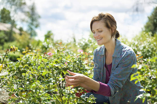 Woman working with rose plants at organic garden. — Stock Photo