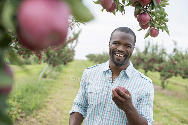 Hombre sosteniendo manzana roja madura en huerto orgánico . - foto de stock