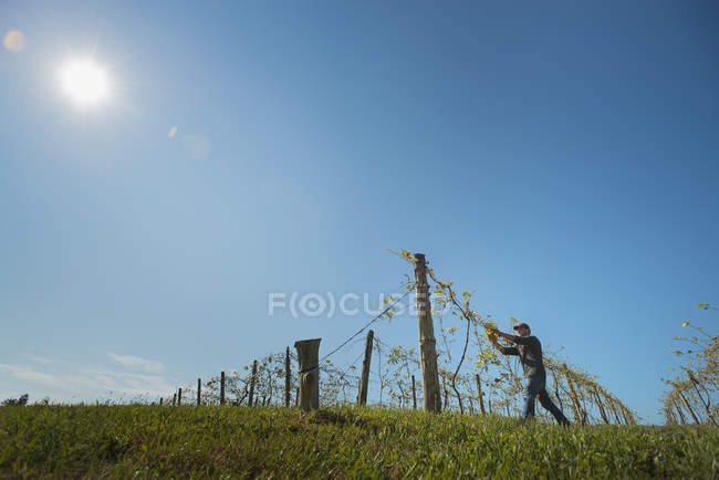 Человек завязывает лозы вдоль проволоки в солнечном винограднике . — стоковое фото