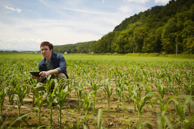 Giovane agricoltore che utilizza tablet digitale nel campo della coltivazione biologica di mais . — Foto stock
