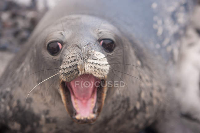 Cachorro de foca Weddell con boca abierta, primer plano . - foto de stock
