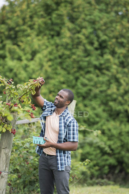 Uomo che raccoglie bacche da un cespuglio di more in fattoria biologica . — Foto stock