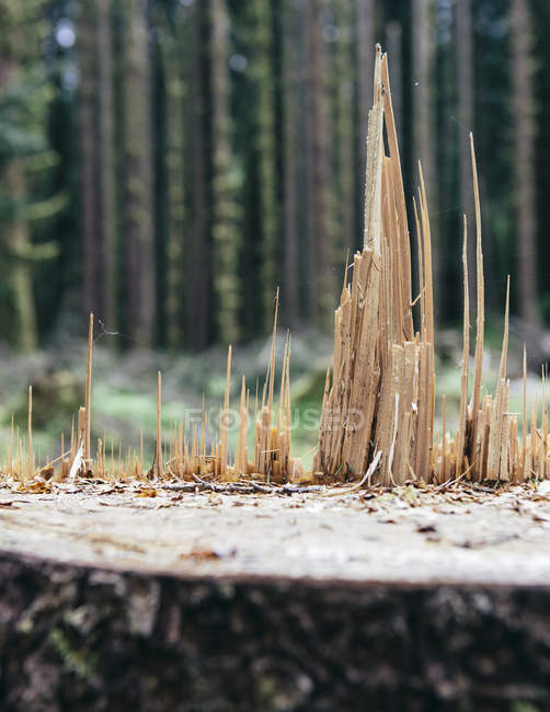 Árbol de abeto Sitka talado en primer plano en la selva templada, Washington, EE.UU. - foto de stock