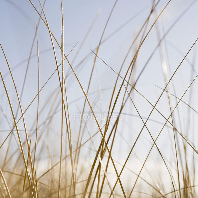 Primer plano de la hierba de dunas barrida por el viento en el prado natural . - foto de stock