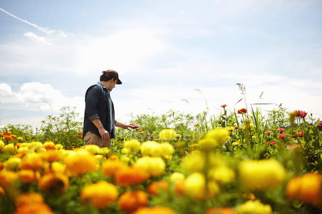 Male farmer working in field of yellow and orange organic flowers. — Stock Photo