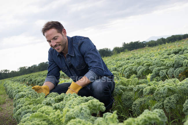 Hombre inspeccionando cultivos de plantas hortícolas rizadas verdes que crecen en granja orgánica . - foto de stock