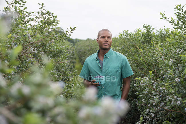 Mann steht mit frisch gepflückten Blaubeeren auf Bio-Obstgarten. — Stockfoto