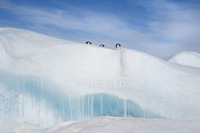 Pinguin-Küken gucken über Schneewehe auf Schneehügel-Insel. — Stockfoto