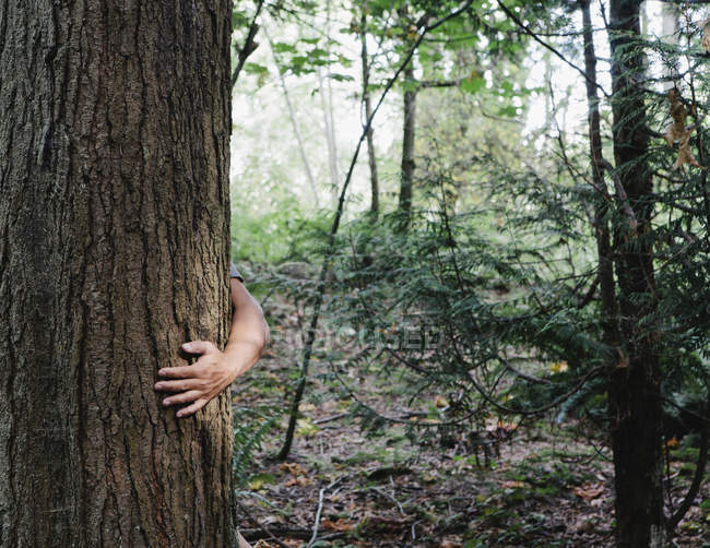 Мужская рука обнимает ствол дерева в зеленом лесу — стоковое фото
