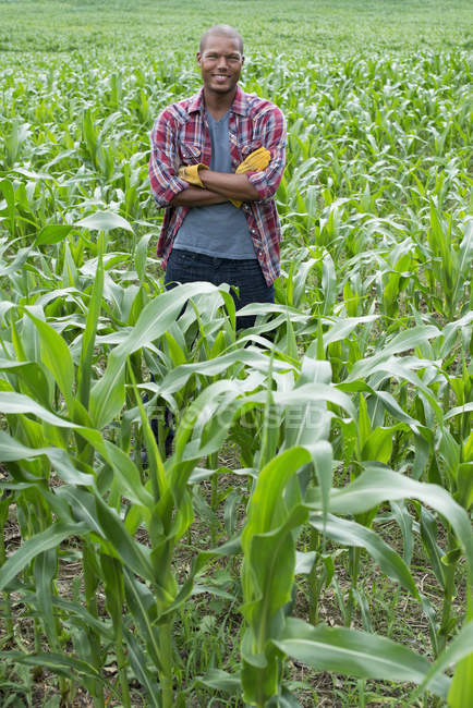 Joven con los brazos cruzados parado en el campo de maíz en la granja orgánica . - foto de stock