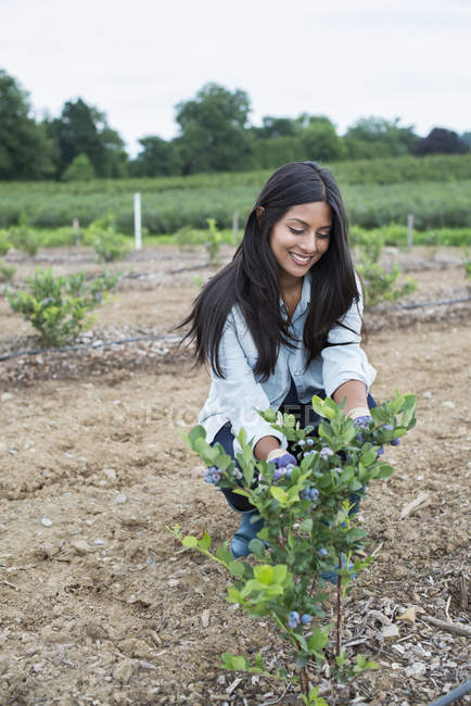 Frau begutachtet Blaubeersträucher auf Feld bei Bio-Obstgarten. — Stockfoto