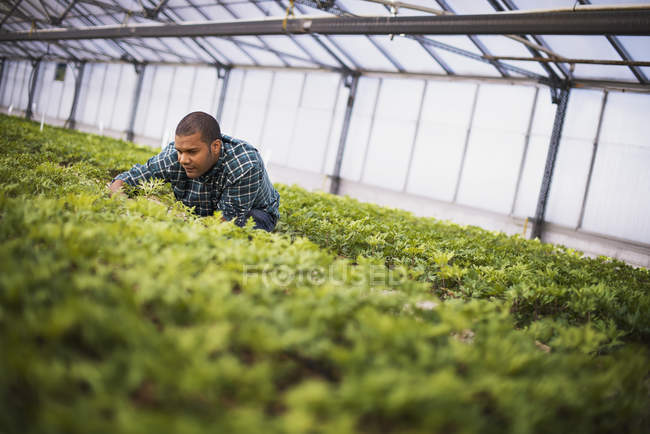 Mann arbeitet in großem Gewächshaus voller Bio-Pflanzen auf Biobauernhof. — Stockfoto