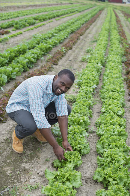 Un agriculteur mâle inspecte des cultures de laitue sur un champ biologique . — Photo de stock