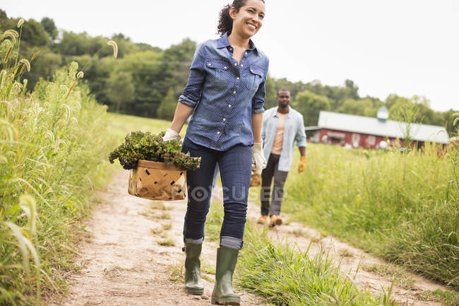 Agricultores caminando y llevando cestas de verduras recién recogidas en granja orgánica . - foto de stock