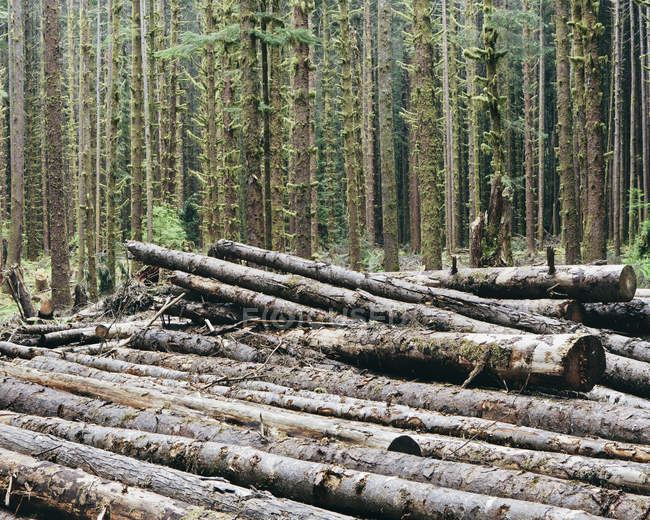 Freshly cut logs of Sitka spruce and western hemlock trees in rainforest. — Stock Photo