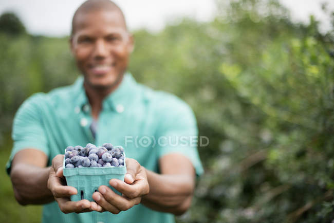 Jeune homme tenant un conteneur en carton de bleuets fraîchement cueillis dans un verger de fruits biologiques . — Photo de stock