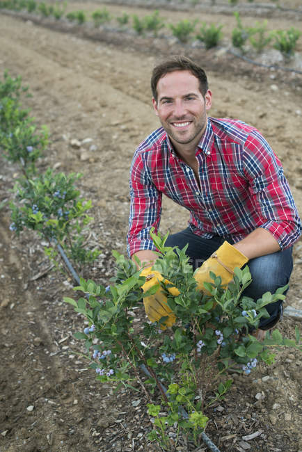 Uomo che esamina arbusti di mirtilli sul campo al frutteto biologico . — Foto stock