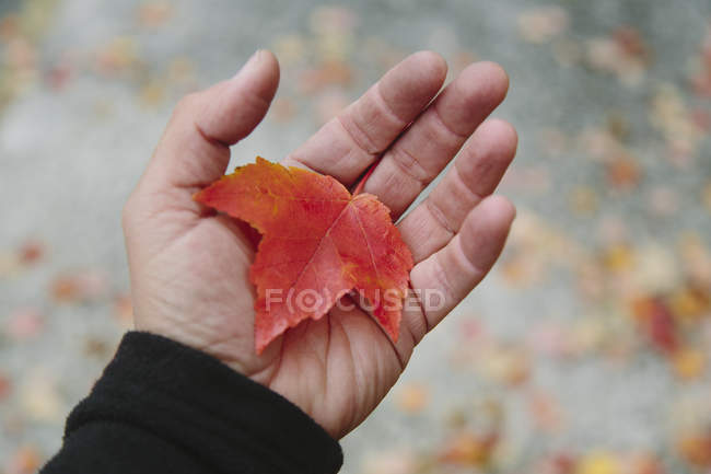 Mão masculina segurando folha de bordo outonal . — Fotografia de Stock