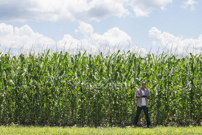 Young man in casual clothing standing in front of corn field and using digital tablet. — Stock Photo