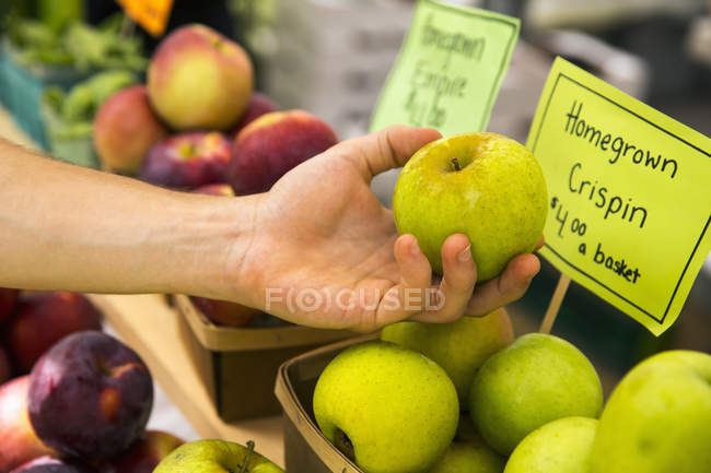 Primer plano de la mano de la persona seleccionando manzanas en el puesto de la granja con signos de precios . - foto de stock