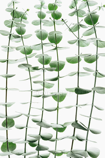 Primer plano de pequeñas hojas verdes de eucalipto sobre fondo blanco . - foto de stock