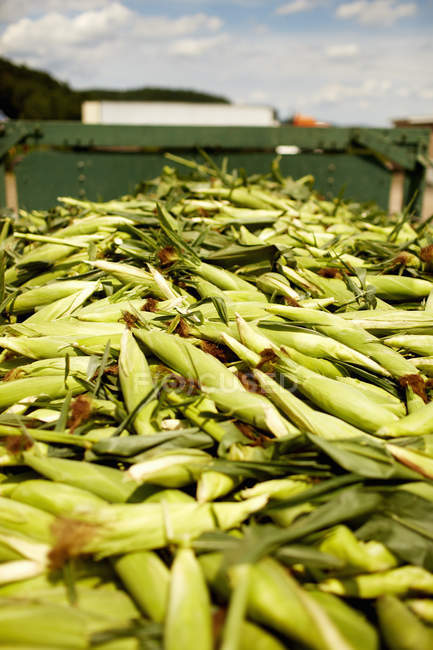 Camión remolque de mazorcas de maíz cosechadas . - foto de stock