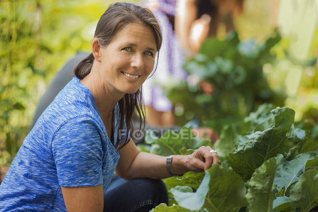 Mulher olhando na câmera ao escolher vegetais verdes na fazenda orgânica tradicional . — Fotografia de Stock